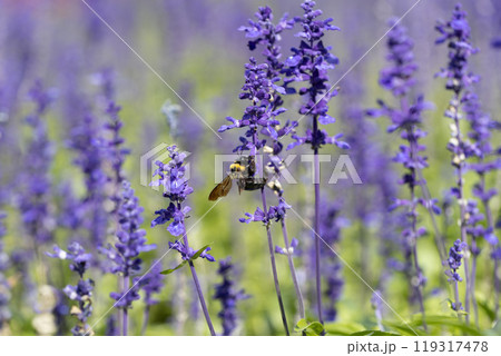 サルビアの花の蜜を吸うクマバチ 119317478