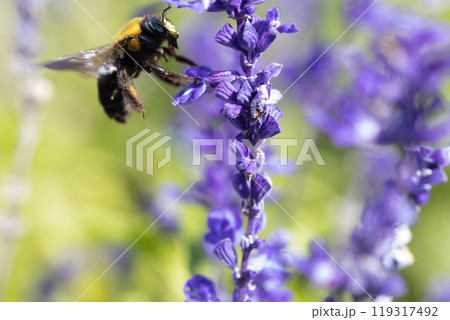 サルビアの花の蜜を吸うクマバチ サルビアの花の蜜を吸うクマバチ 119317492