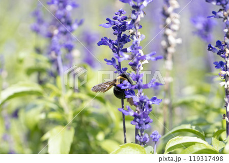 サルビアの花の蜜を吸うクマバチ 119317498