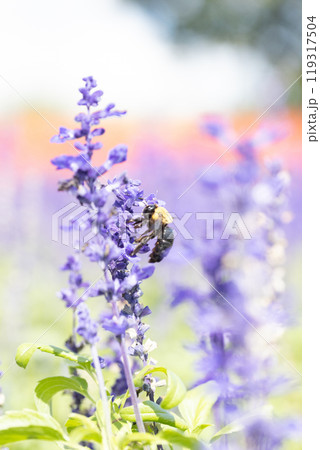 サルビアの花の蜜を吸うクマバチ 119317504