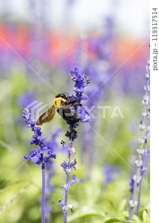 サルビアの花の蜜を吸うクマバチ 119317514
