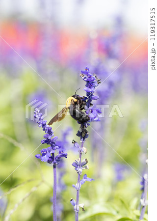 サルビアの花の蜜を吸うクマバチ 119317515