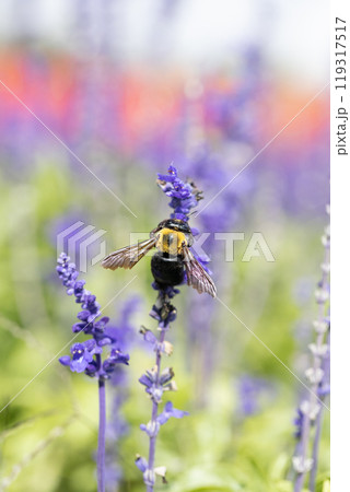 サルビアの花の蜜を吸うクマバチ 119317517