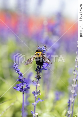 サルビアの花の蜜を吸うクマバチ サルビアの花の蜜を吸うクマバチ 119317520