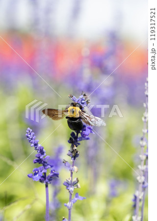 サルビアの花の蜜を吸うクマバチ サルビアの花の蜜を吸うクマバチ 119317521