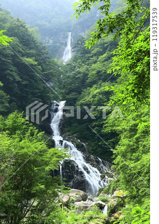【山梨県】新緑の精進ヶ滝 119317539