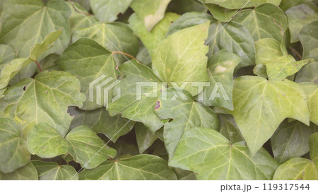 セイヨウキヅタ へデラヘリックス セイヨウキヅタ へデラヘリックス 119317544