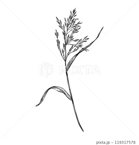 Branch of grass, bluegrass, bent. Hand drawn vector illustration isolated on white background. Sketch in line art style painted by black inks. For clip art banner cards invitation package 119317578