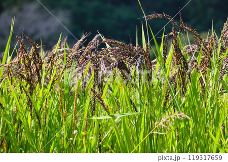 毛呂山町の里山に実る古代米の黒い稲穂 119317659