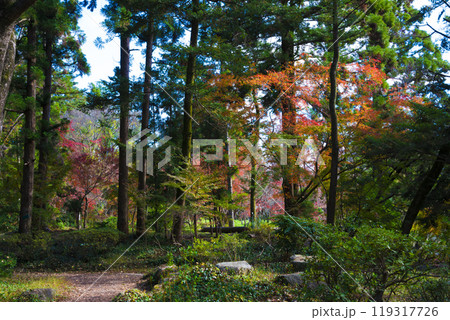 京都府立植物園の紅葉  119317726