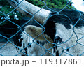 柵越しにこちらを見つめる牛 119317861