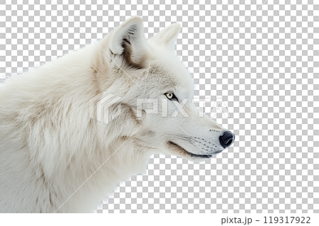 White wolf on transparent background. AI-generated item. White wolf on transparent background. AI-generated item. 119317922