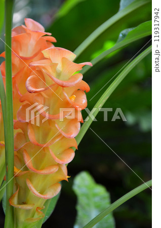 クルクマ・ロスコエアナ クルクマ・ロスコエアナ 119317942