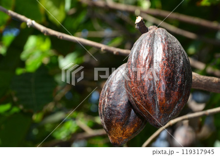 カカオの実 119317945