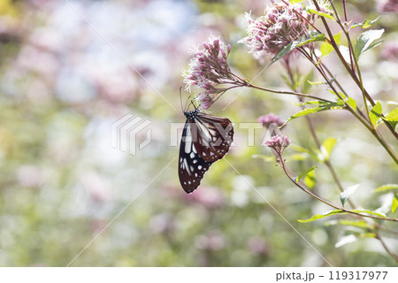 アサギマダラ 119317977