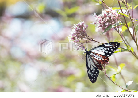 アサギマダラ 119317978