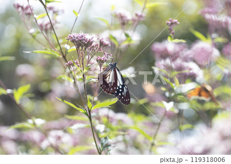 アサギマダラ 119318006