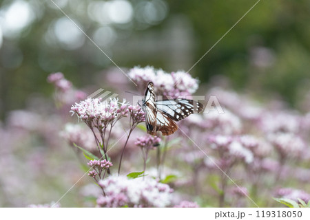アサギマダラ アサギマダラ 119318050