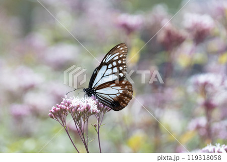 アサギマダラ 119318058
