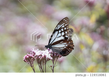 アサギマダラ アサギマダラ 119318061