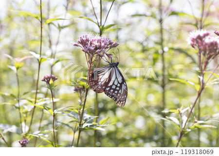 アサギマダラ 119318069