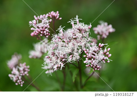 秋の七草の1つフジバカマ（藤袴） 119318127