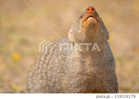 Banded mongoose in the Etosha National Park in Namibia, Africa. Banded mongoose in the Etosha National Park in Namibia, Africa. 119318179