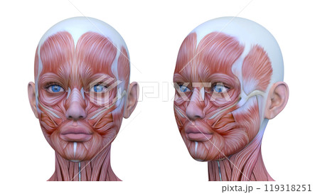 女性の顔アップ 119318251