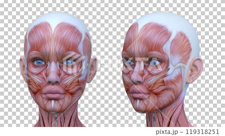 女性の顔アップ 119318251