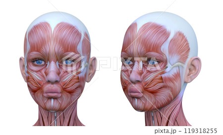 女性の顔アップ 女性の顔アップ 119318255