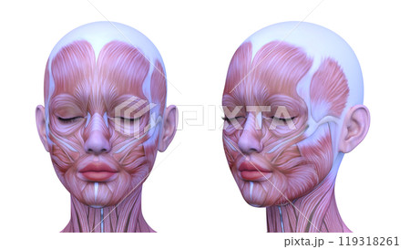 女性の顔アップ 119318261