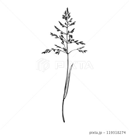 Bluegrass branch. Black and white hand drawn engraved vector illustration isolated on white background. Botanical sketch painted by black inks. Graphic linear drawing for clip art cards packages Bluegrass branch. Black and white hand drawn engraved vector illustration isolated on white background. Botanical sketch painted by black inks. Graphic linear drawing for clip art cards packages 119318274