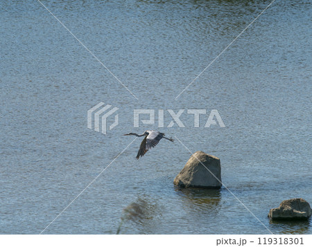 大和川の水面上を飛ぶアオサギ 大和川の水面上を飛ぶアオサギ 119318301