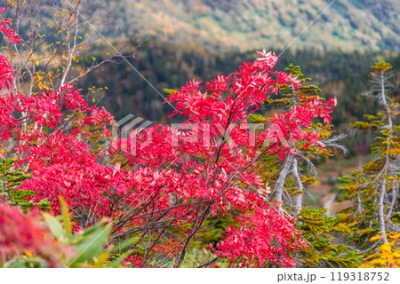秋の栂池自然園 119318752