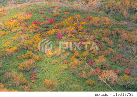 秋の栂池自然園 秋の栂池自然園 119318759