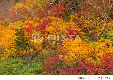 秋の栂池自然園 119318765