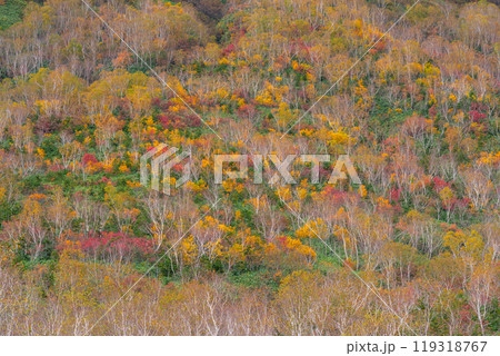 秋の栂池自然園 119318767