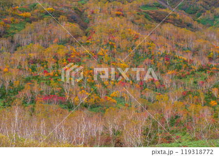秋の栂池自然園 119318772