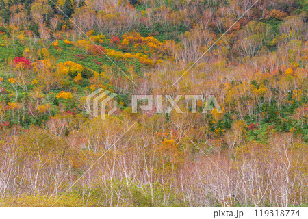 秋の栂池自然園 119318774