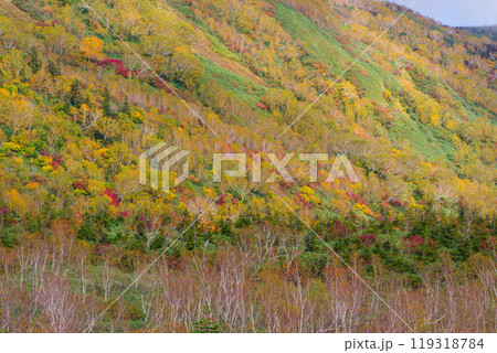 秋の栂池自然園 119318784