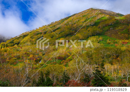 栂池自然園の紅葉 119318929