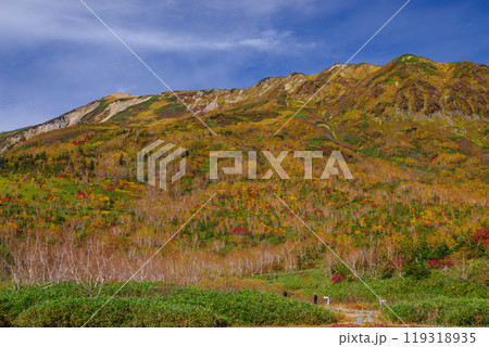 栂池自然園の紅葉 119318935