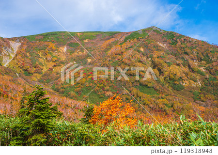 栂池自然園の紅葉 119318948