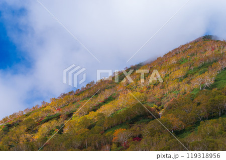 栂池自然園の紅葉 119318956