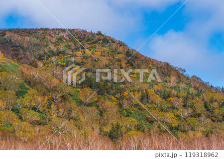栂池自然園の紅葉 119318962
