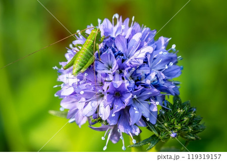紫色のギリアの花に乗った緑色のヤブキリの幼虫 紫色のギリアの花に乗った緑色のヤブキリの幼虫 119319157