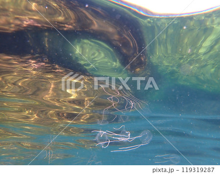 水面下のクラゲ 水面下のクラゲ 119319287