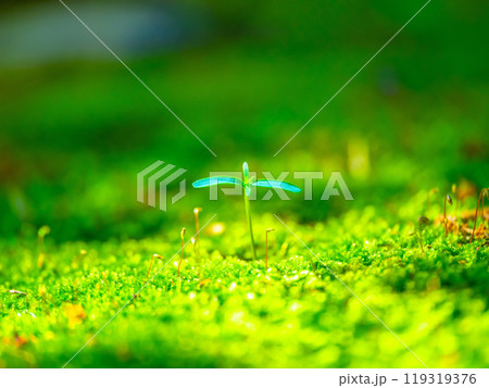 檜の芽生えと苔 119319376