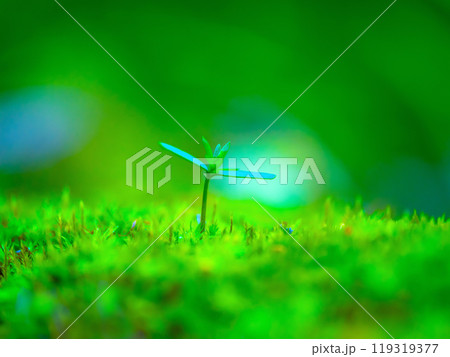 檜の芽生えと苔 檜の芽生えと苔 119319377