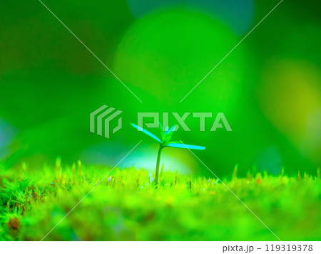 檜の芽生えと苔 檜の芽生えと苔 119319378